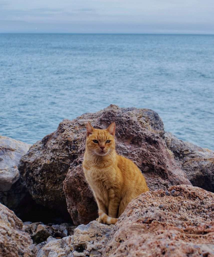 Is it worth visiting Malaga and the Costa del Sol in winter? Cat colony in Torremolinos, Spain