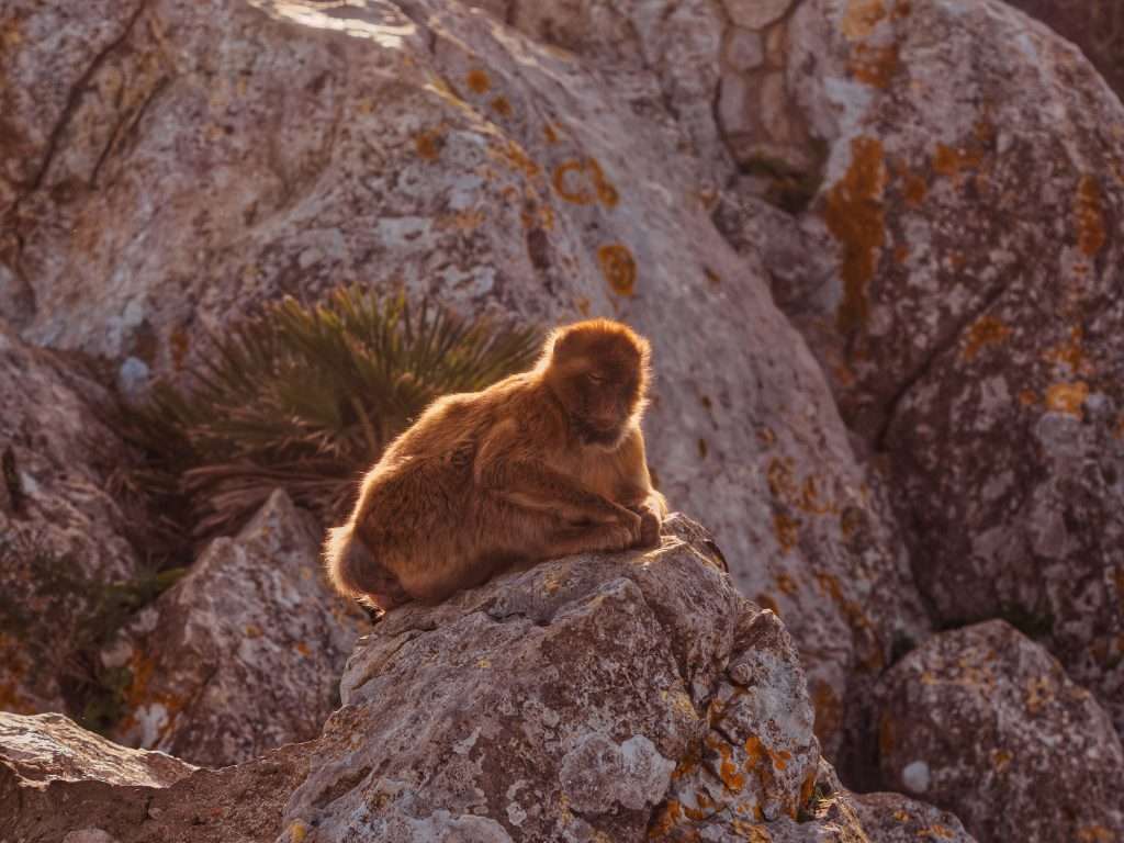 Is it worth visiting Malaga and the Costa del Sol in winter? Monkey, Rock of Gilbraltar