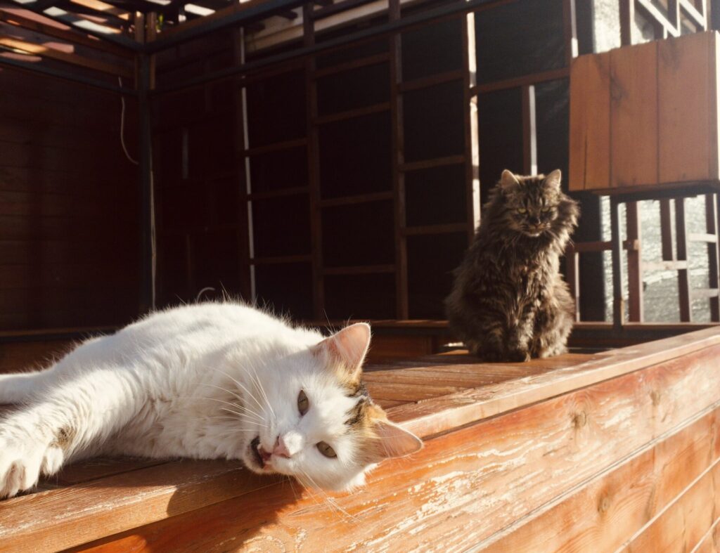 Cats in Budva, Montenegro